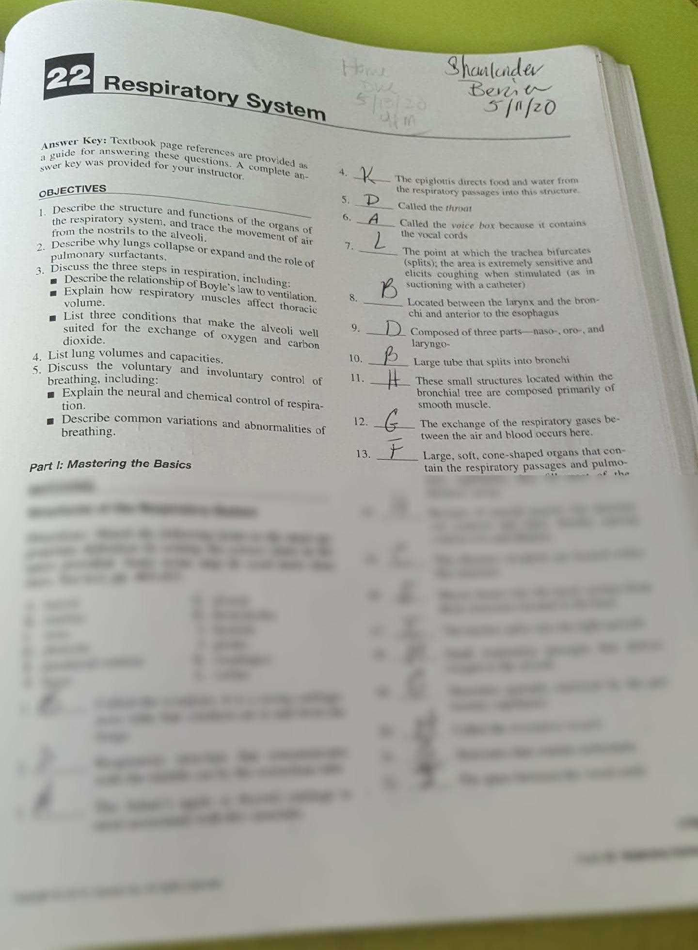 chapter 22 respiratory system answers