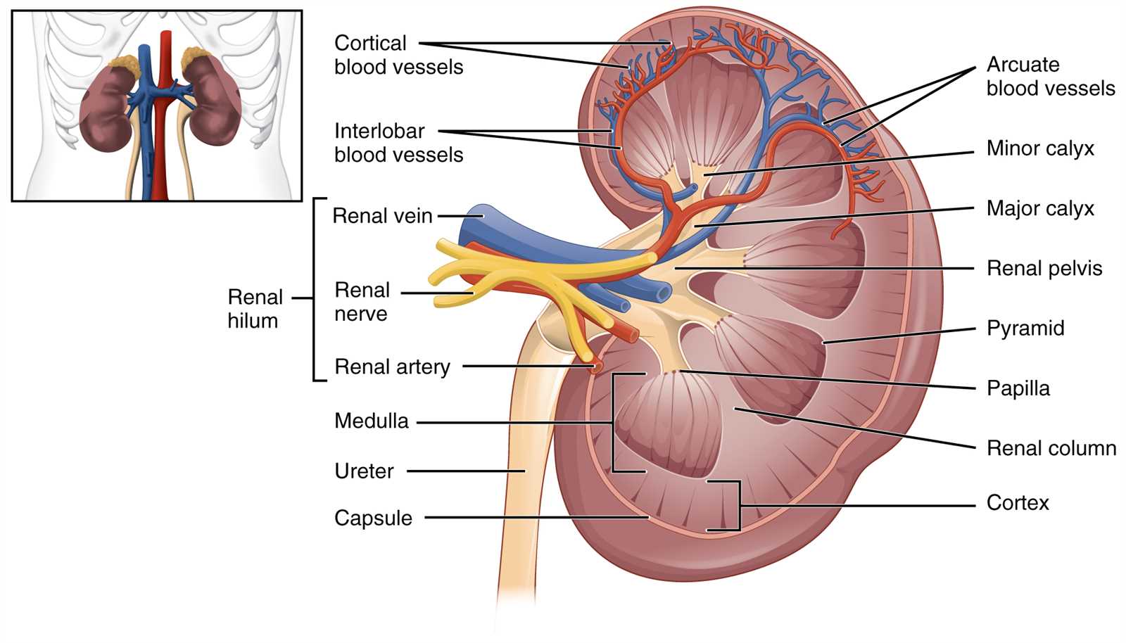 process of visually examining the urinary bladder