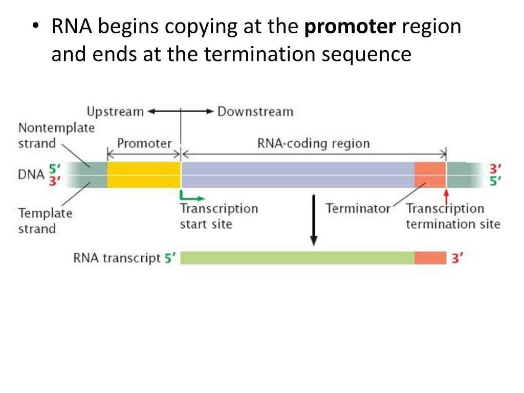 13.1 rna assessment answers