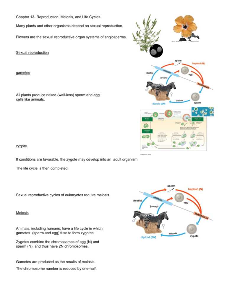 chapter 13 meiosis and sexual life cycles reading guide answers