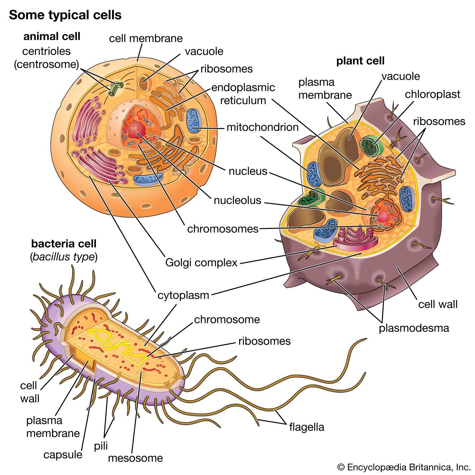 late night labs biology answers