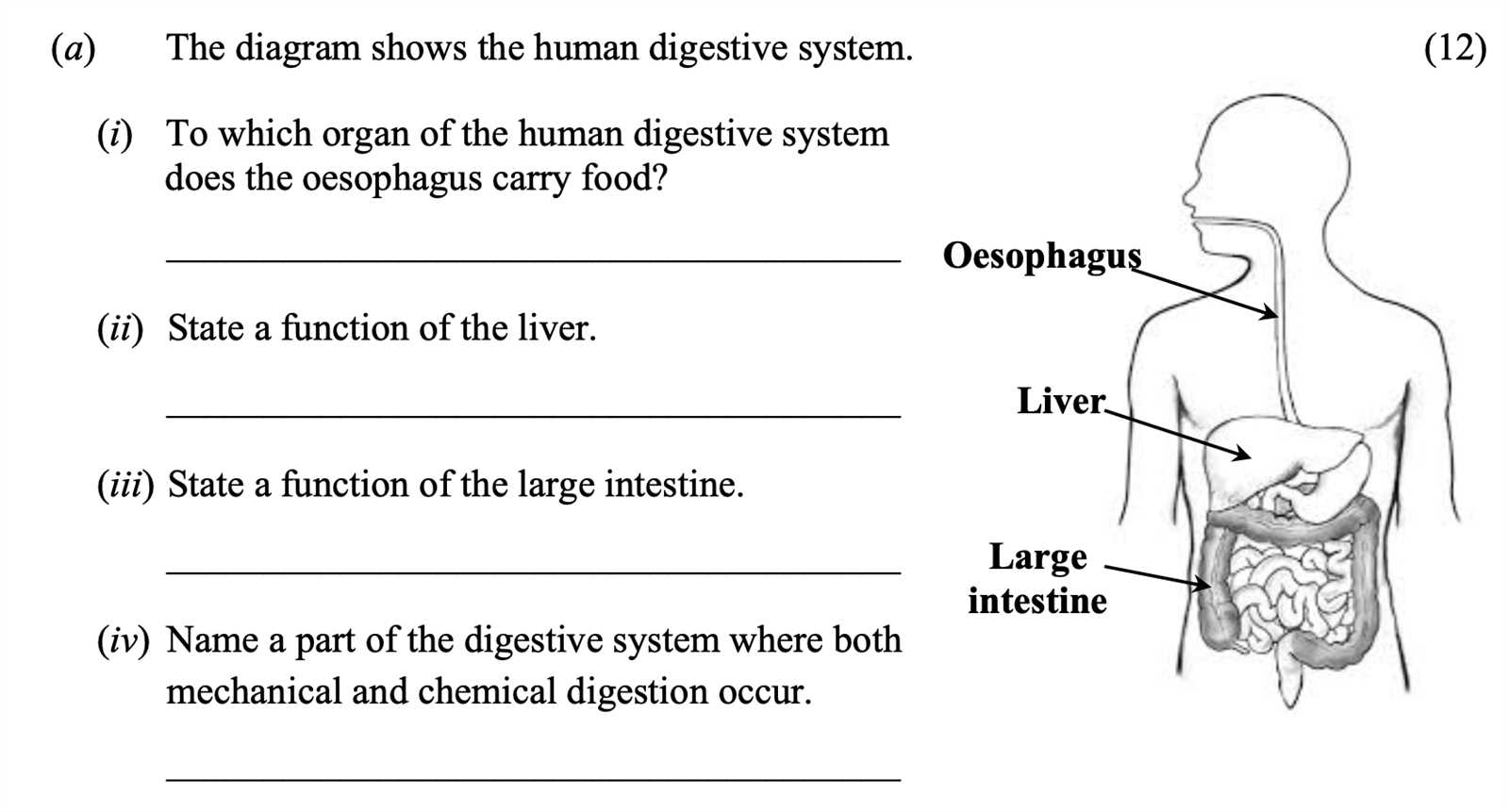 digestive system exam questions answers