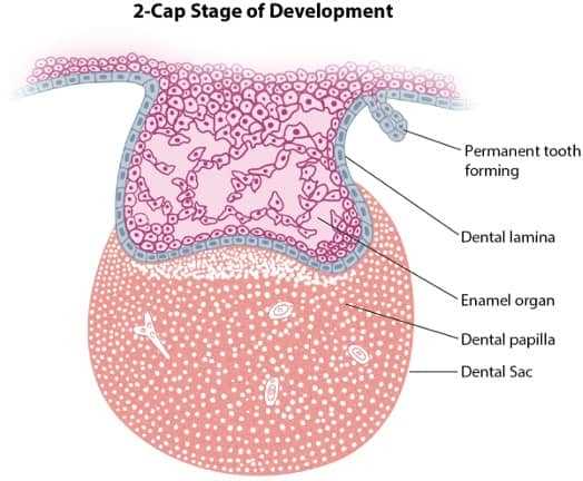 dentistry exam questions and answers