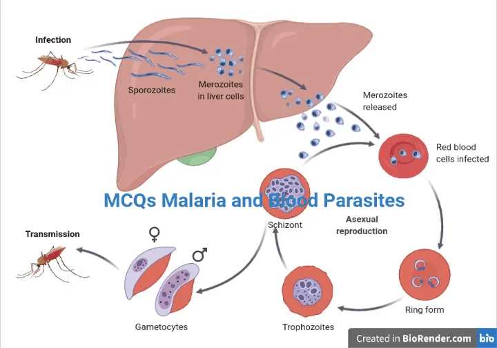 medical parasitology questions and answers