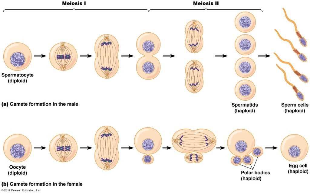 mitosis and meiosis test answers