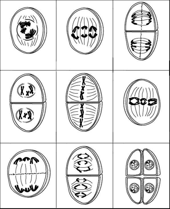 mitosis and meiosis test answers