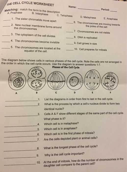 mitosis matching worksheet answers