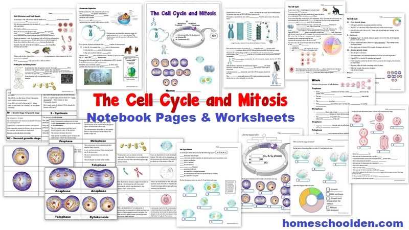 mitosis matching worksheet answers