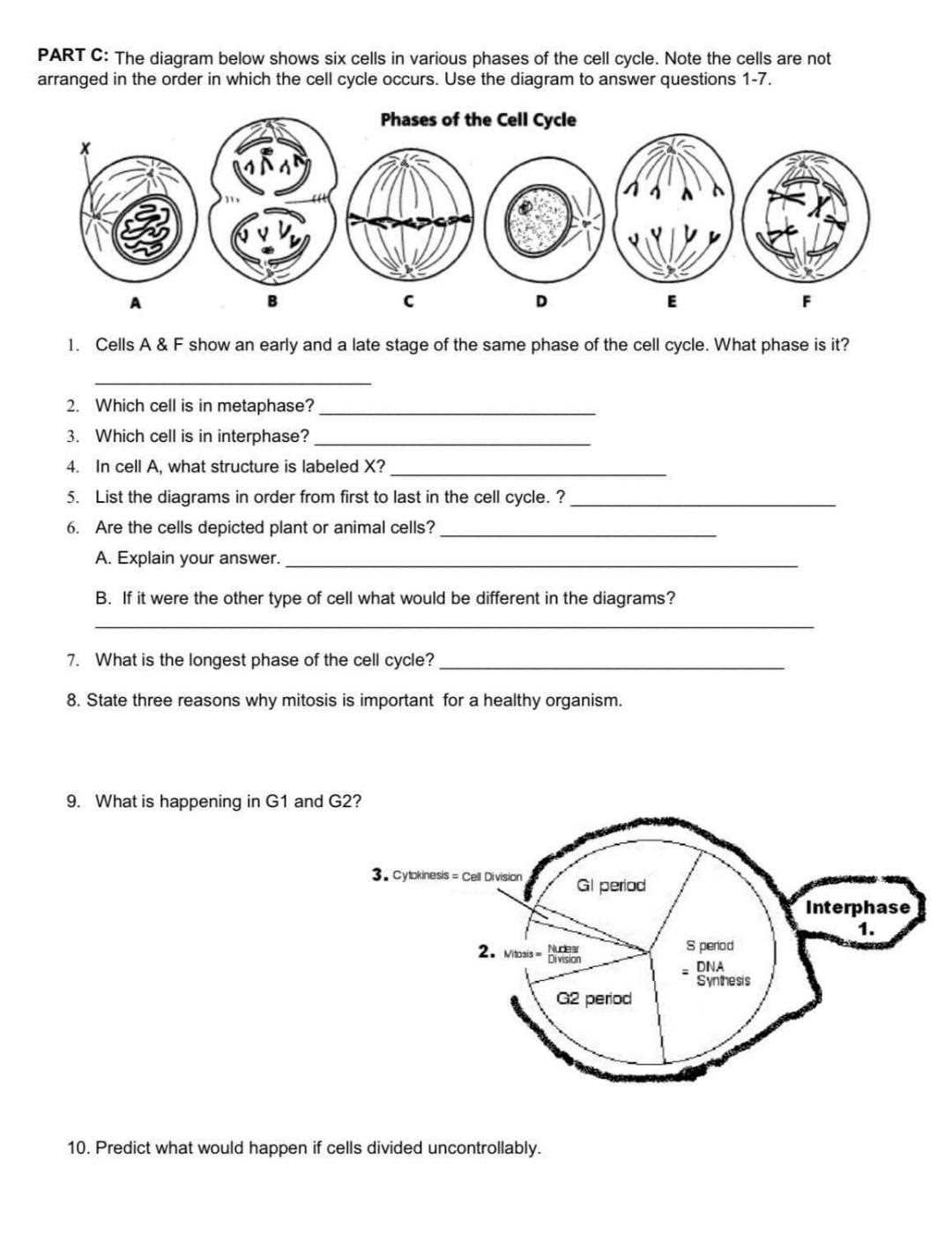 mitosis matching worksheet answers