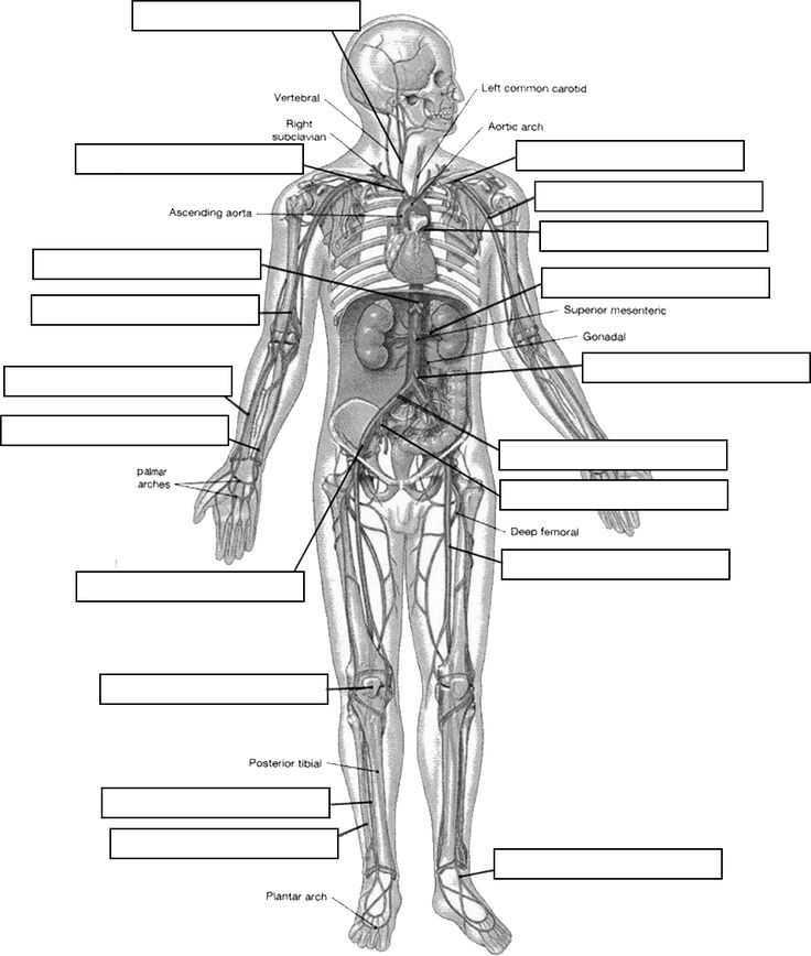 introduction to anatomy and physiology answers