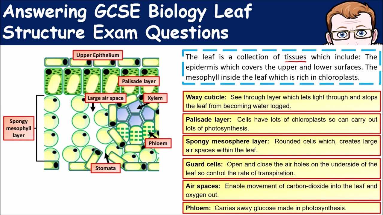 photosynthesis exam questions answers