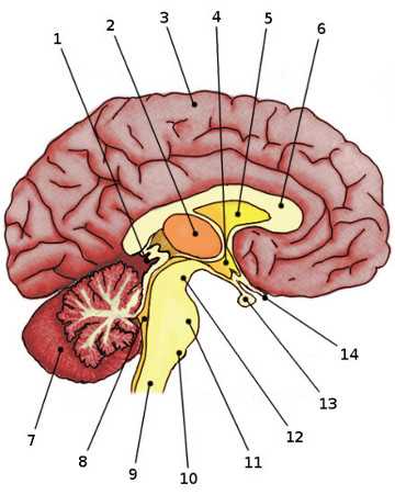 nervous system test questions and answers