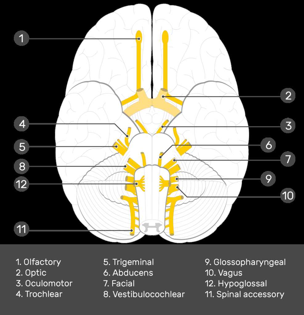 nervous system test questions and answers