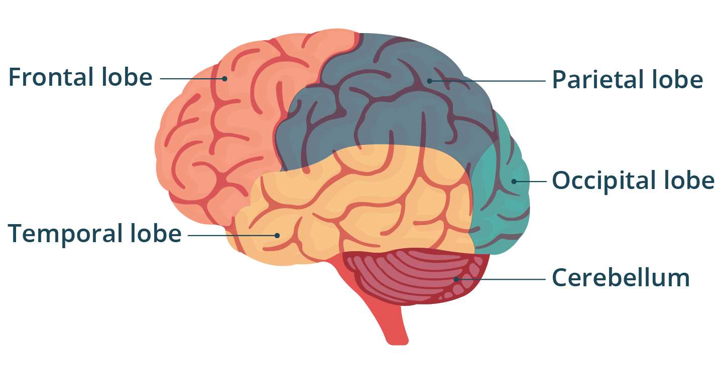 nervous system test questions and answers