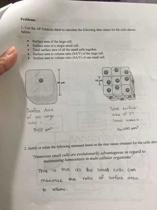 cell size worksheet answers