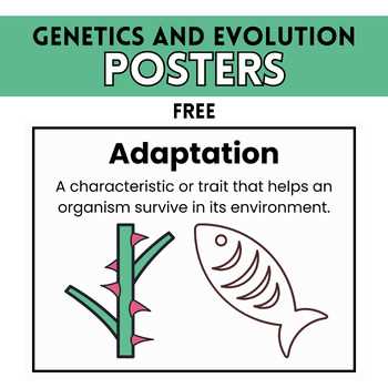 evolution vocabulary worksheet answers