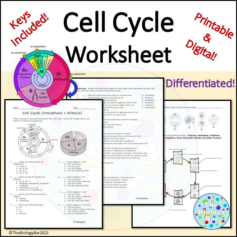 mitosis matching worksheet answers