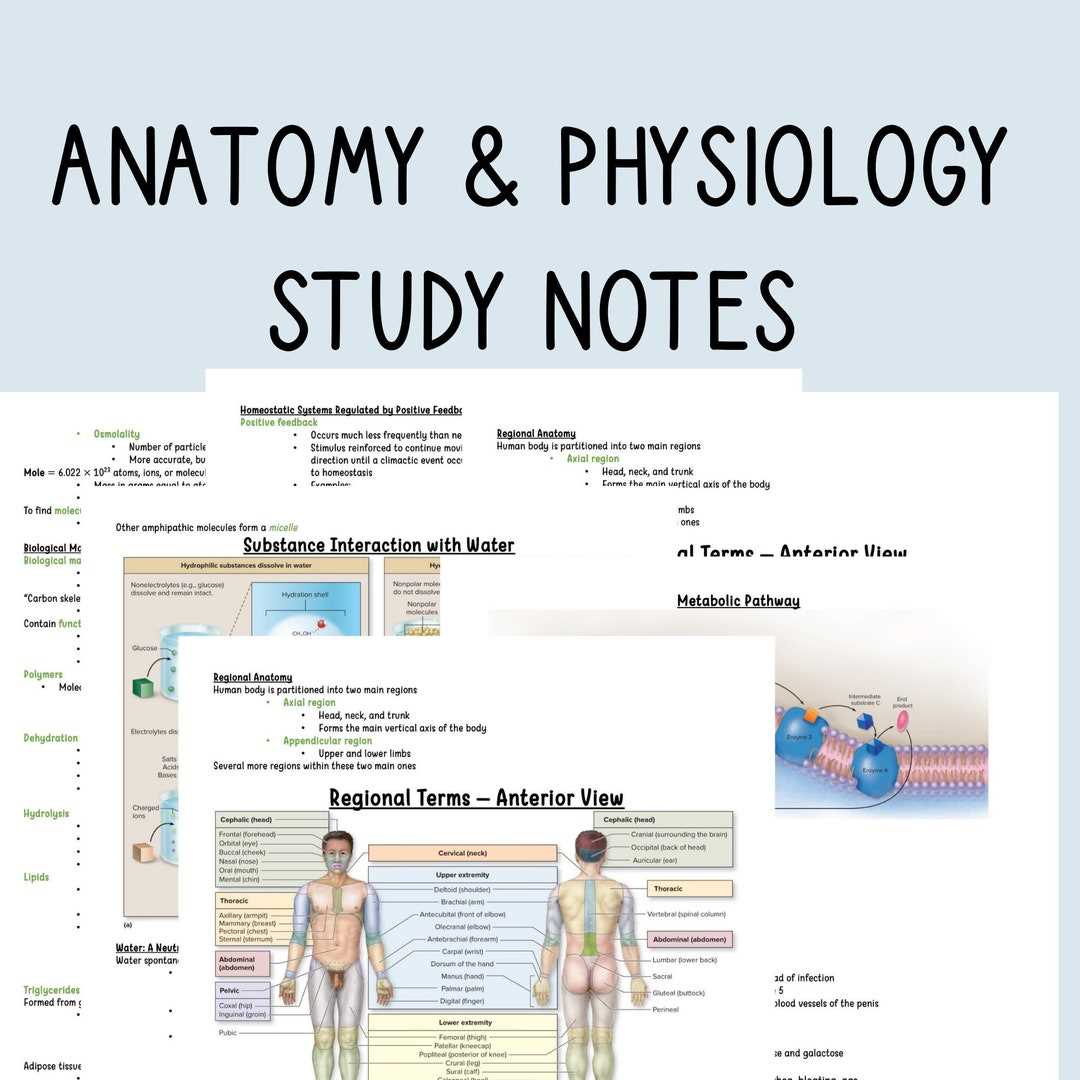 anatomy and physiology final exam practice