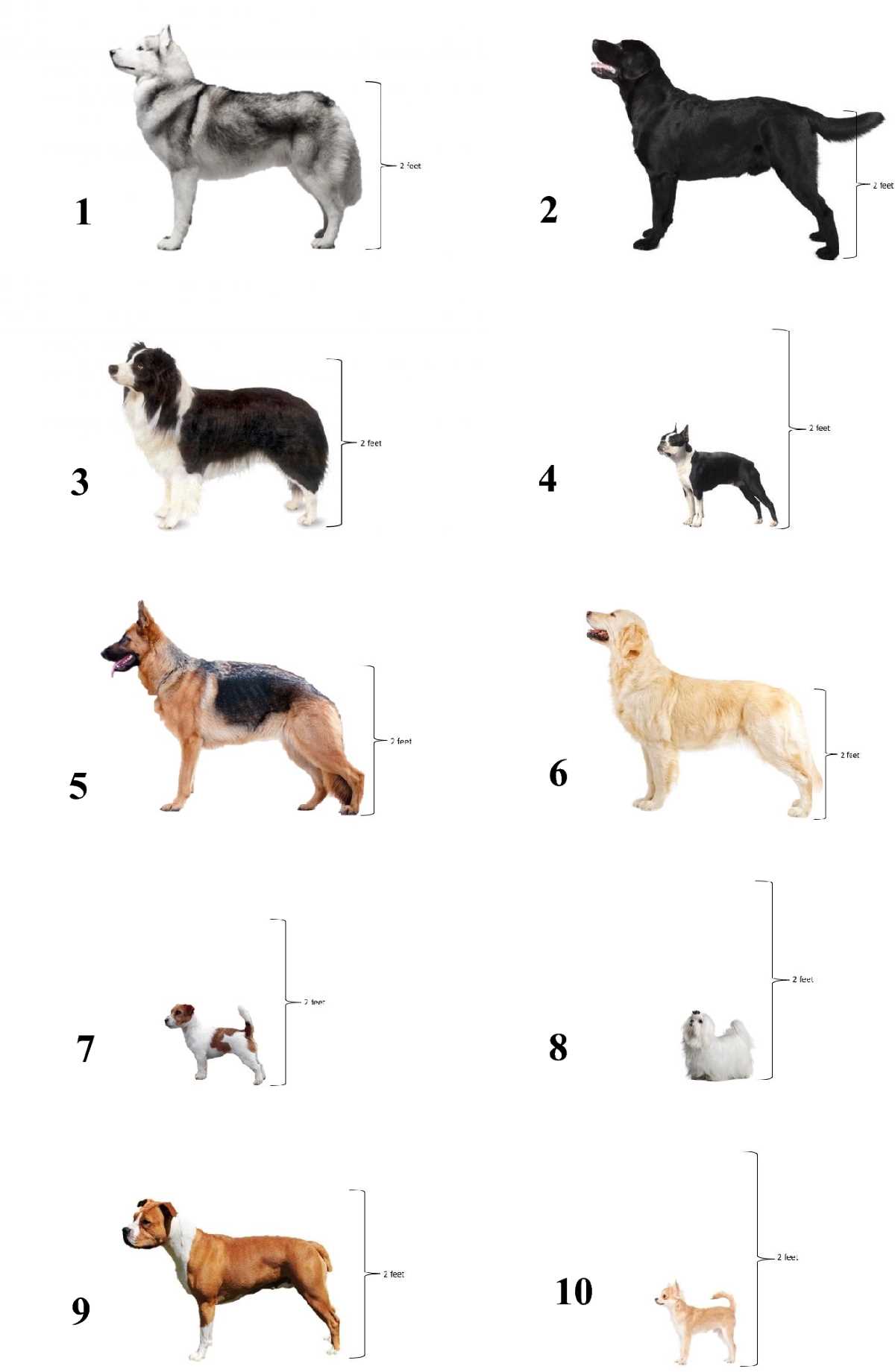 georgia veterinary law exam answers