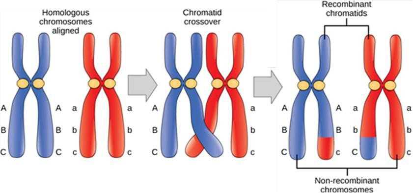 chapter 13 meiosis and sexual life cycles reading guide answers