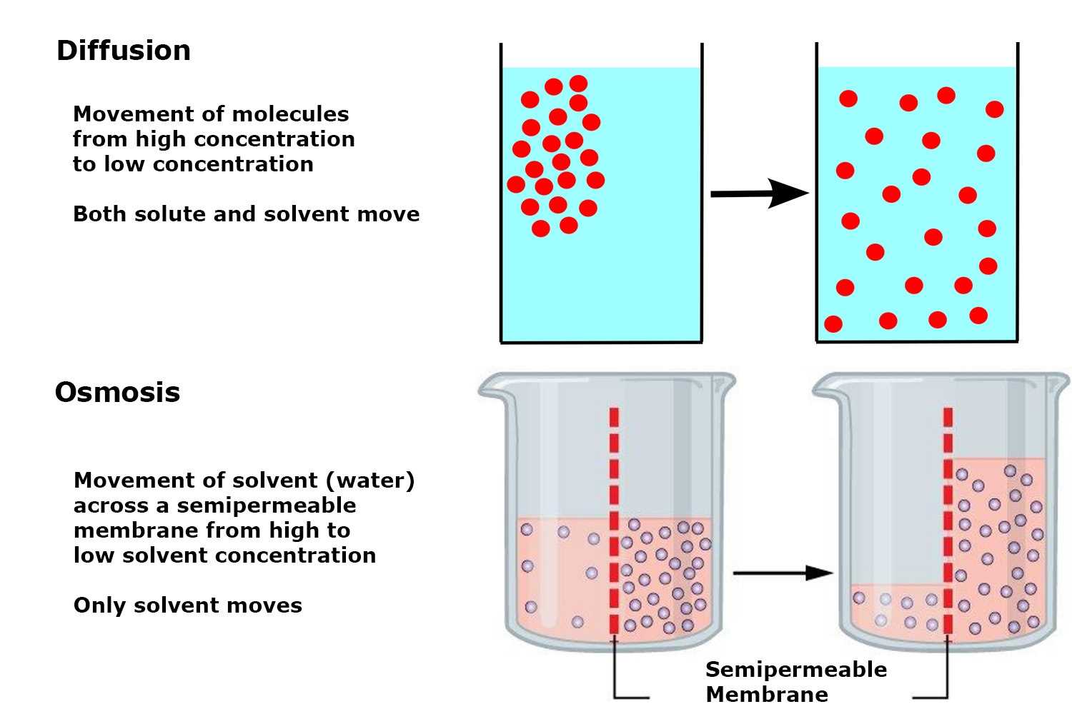 diffusion and osmosis problems answers