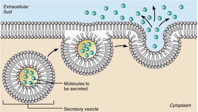 section 4 cellular transport answers