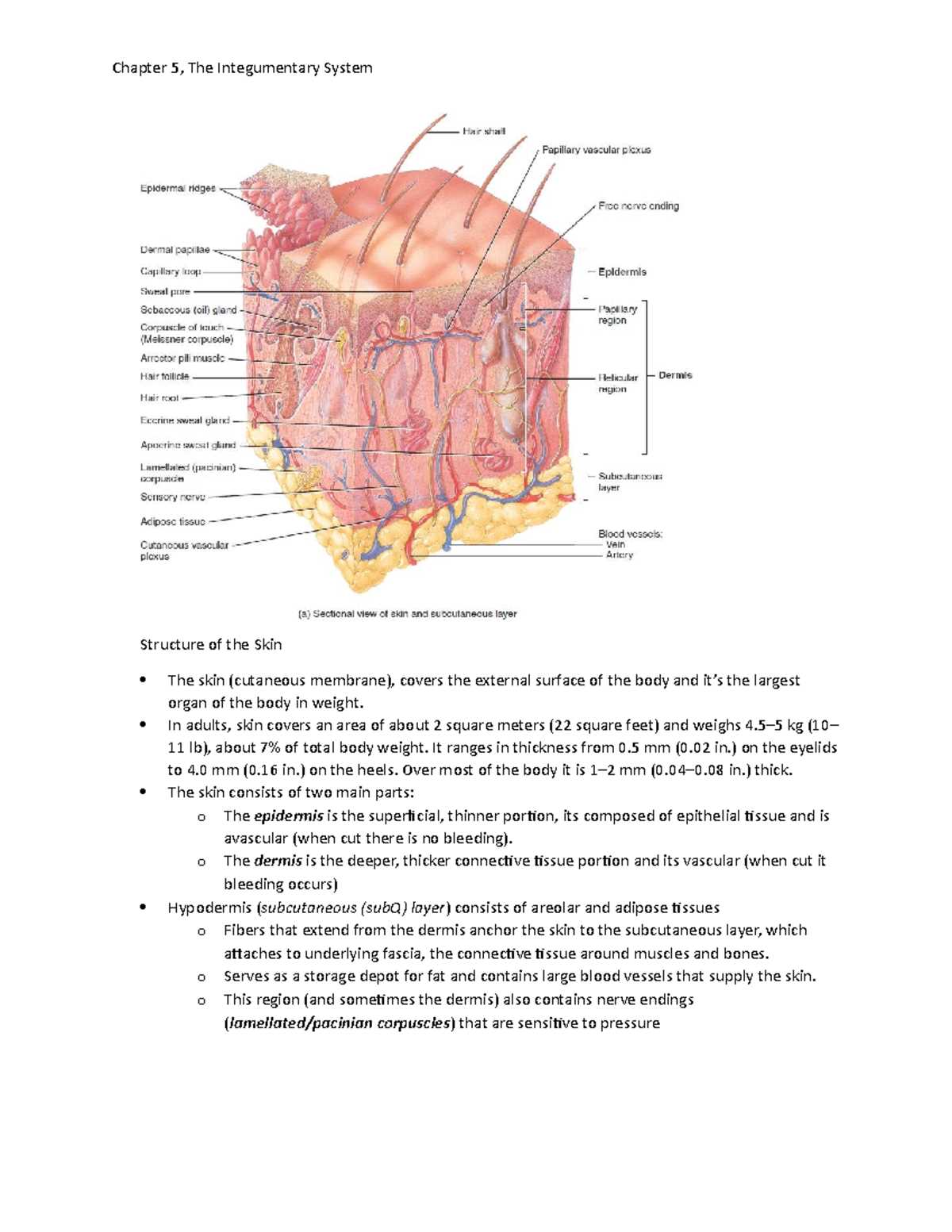 chapter 5 the integumentary system answers