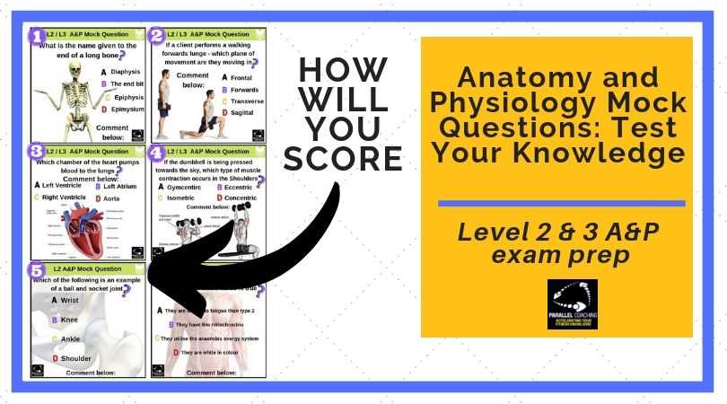 anatomy and physiology 2 exam questions