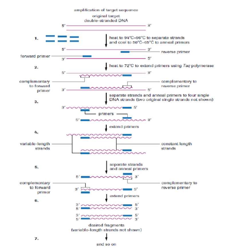 13.1 rna assessment answers