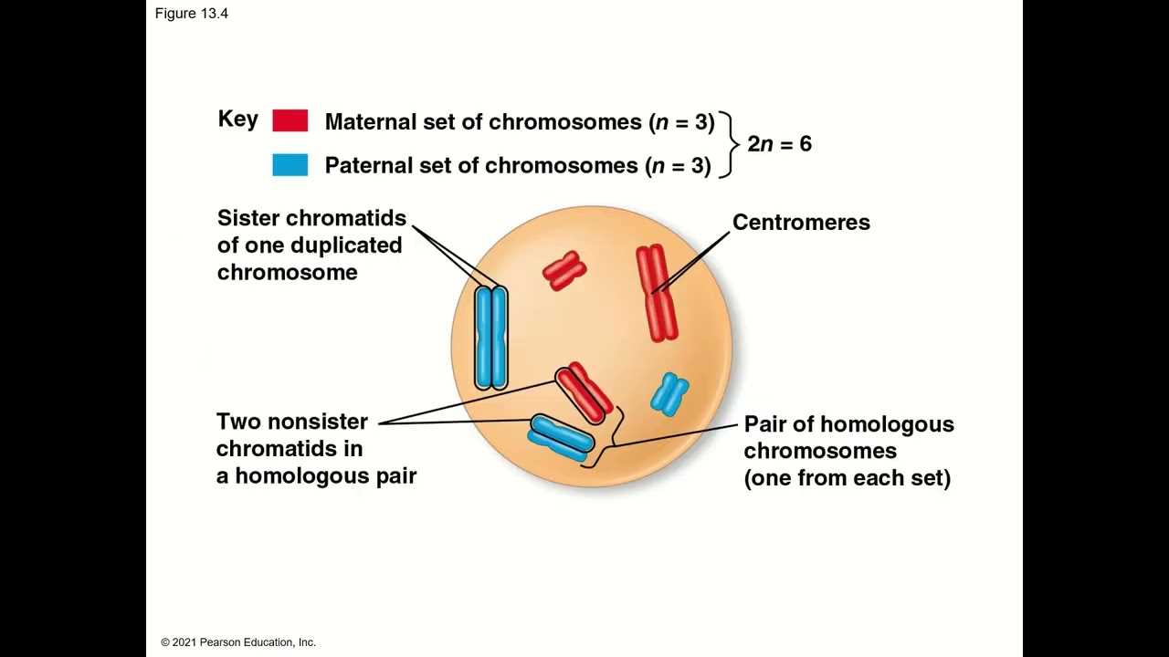 chapter 13 meiosis and sexual life cycles reading guide answers