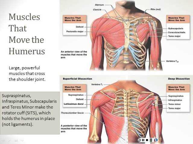 anatomy and physiology 2 final exam