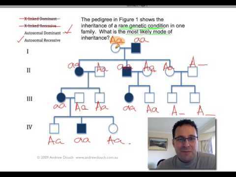 pedigree questions and answers