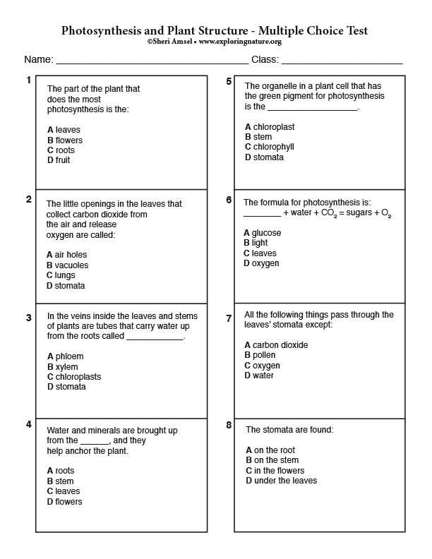 photosynthesis exam questions answers