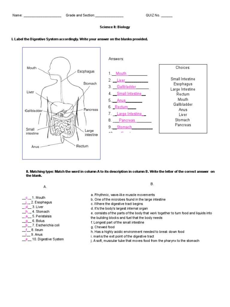 digestive system exam questions answers