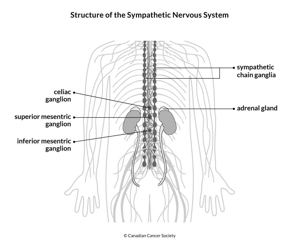 nervous system test questions and answers