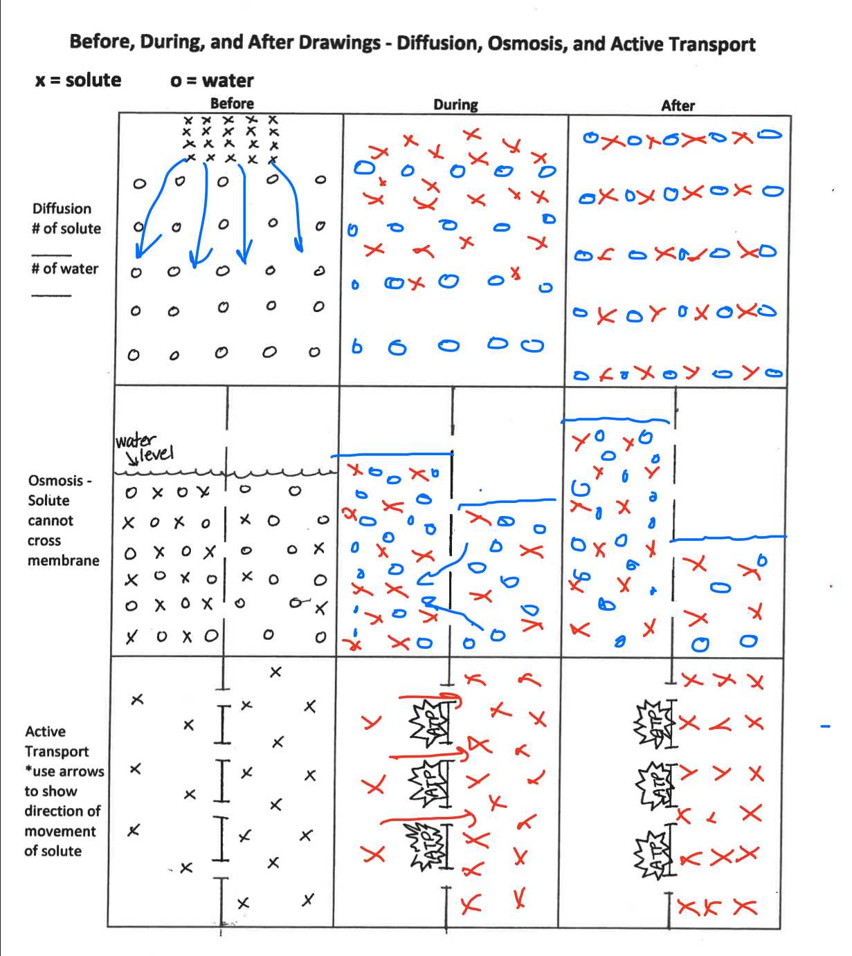 diffusion and osmosis problems answers