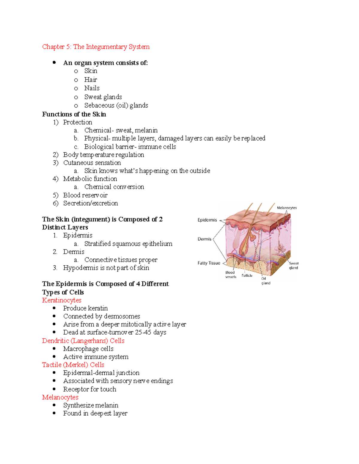 chapter 5 the integumentary system answers