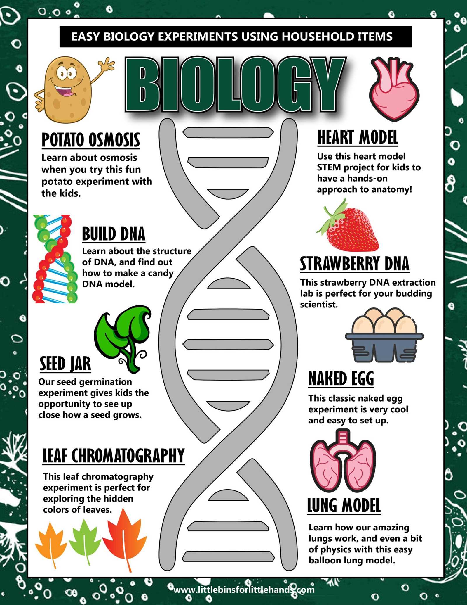 late night labs biology answers