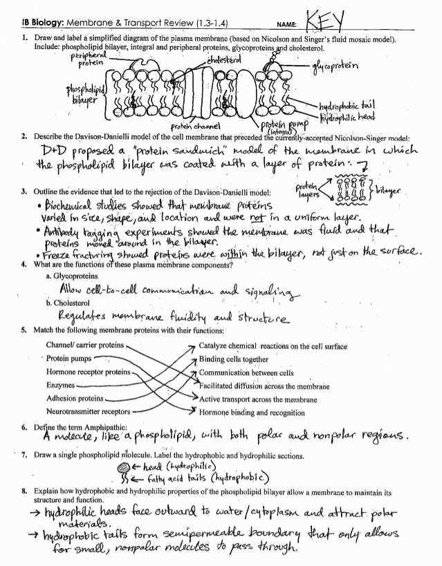 section 4 cellular transport answers