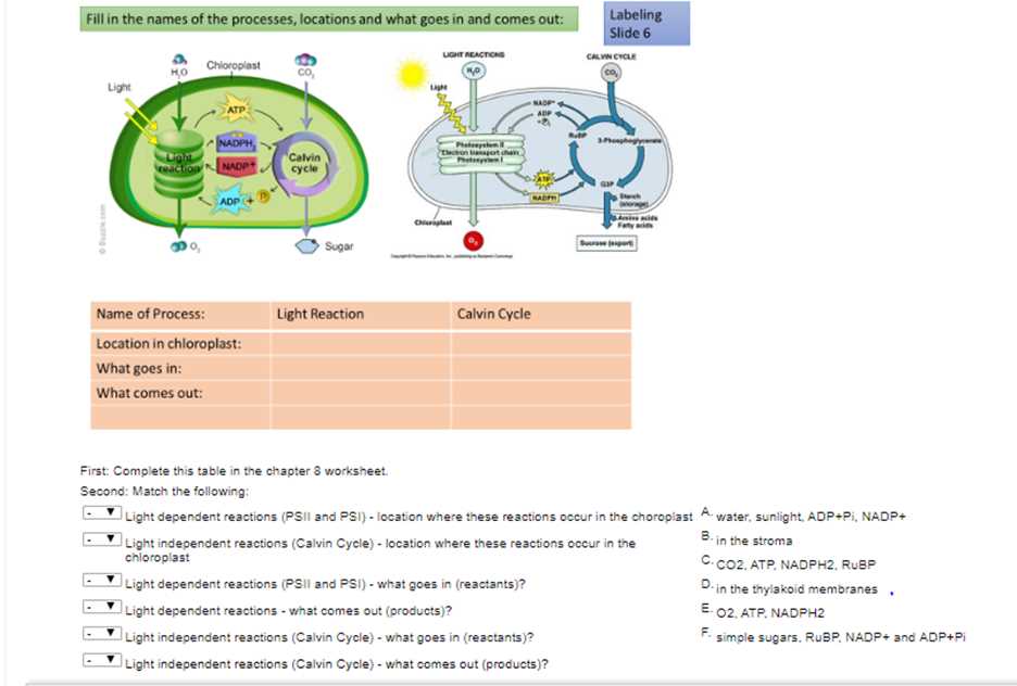 section 8 3 the reactions of photosynthesis worksheet answers