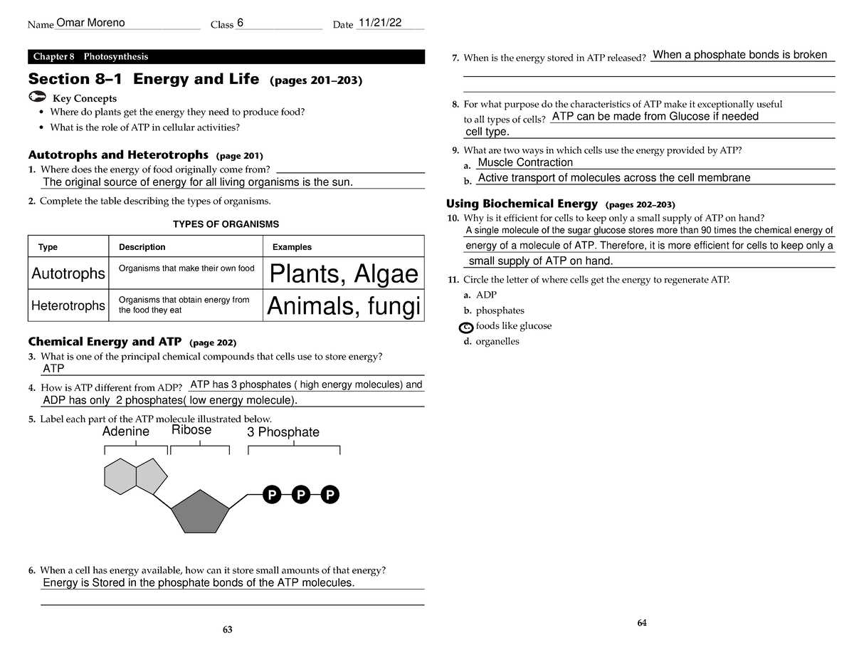 section 8 3 the reactions of photosynthesis worksheet answers