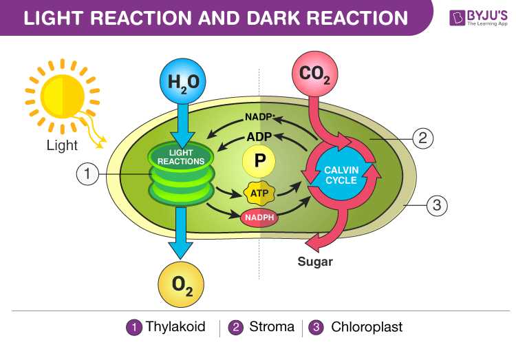 section 8 3 the reactions of photosynthesis worksheet answers