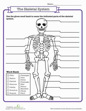 skeletal system exam answers