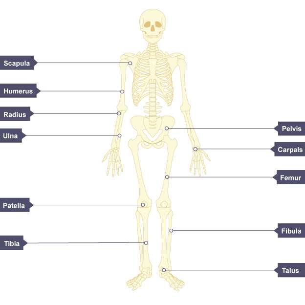 skeletal system exam answers