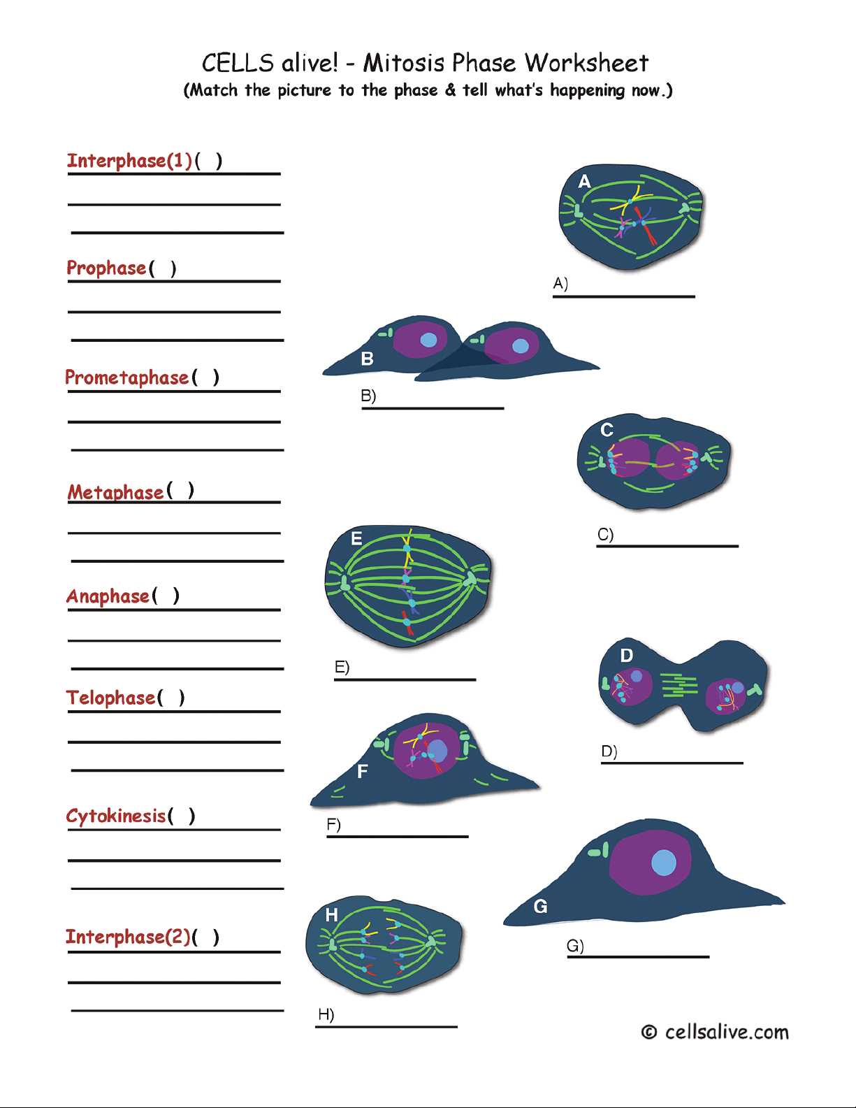 mitosis matching worksheet answers