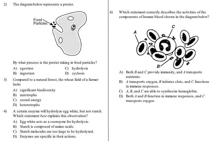 biology regents exams and answers