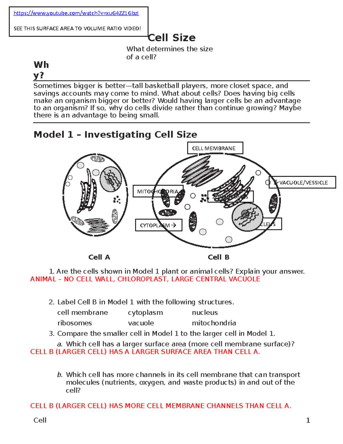 cell size worksheet answers