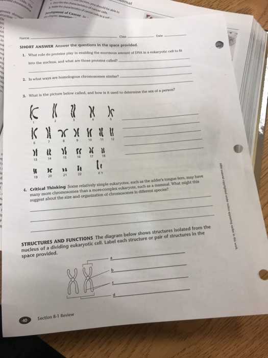 section 8 1 review chromosomes answer key