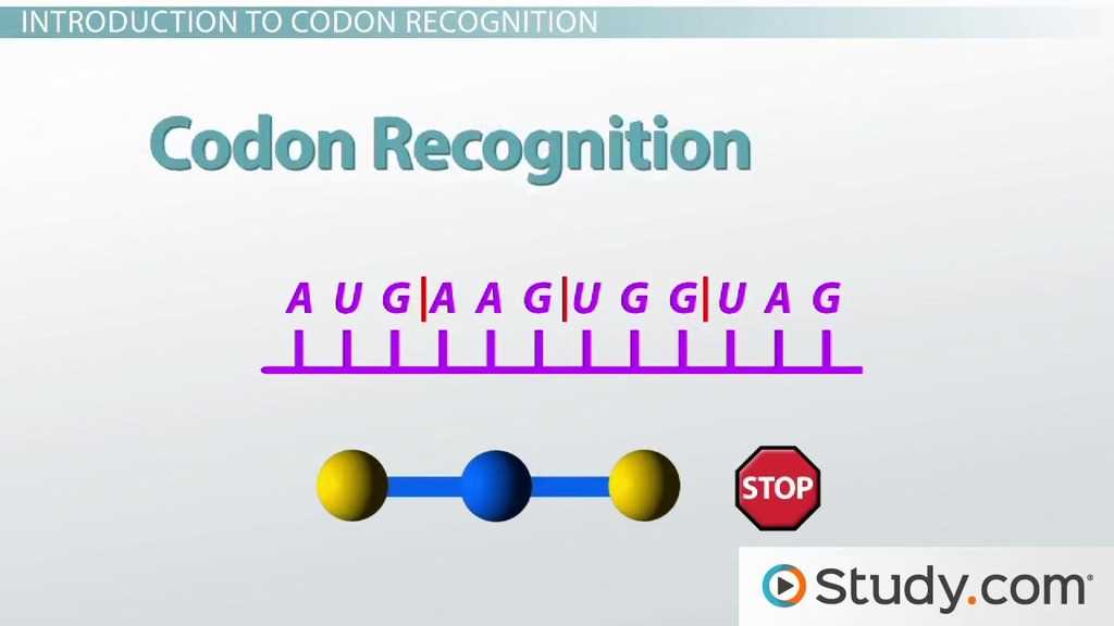 chapter 17 from gene to protein study guide answers