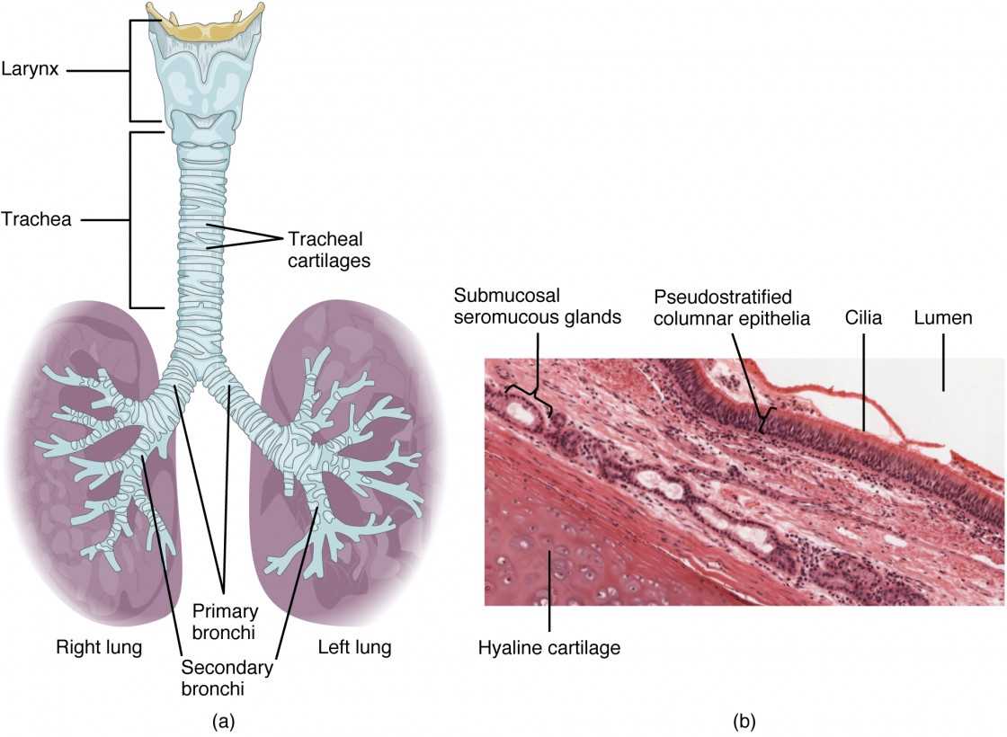 chapter 22 respiratory system answers